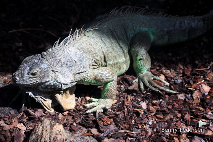 groen leguan IMG_5427.jpg - Grøn Leguan (Iguana iguana)